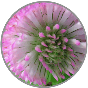 red clover