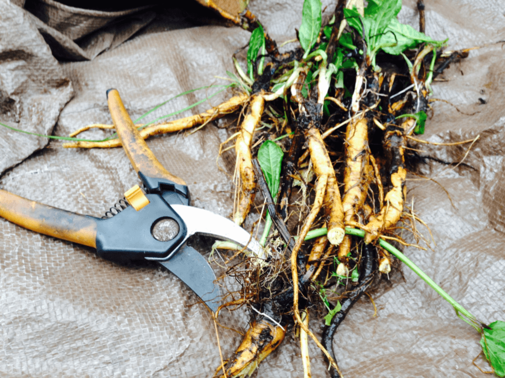 yellow dock root detox, blood purification herbs, liver cleansing herbs, best herbs for detox, natural liver cleanse